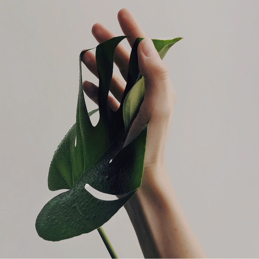 Hand holding a green leaf against a plain background